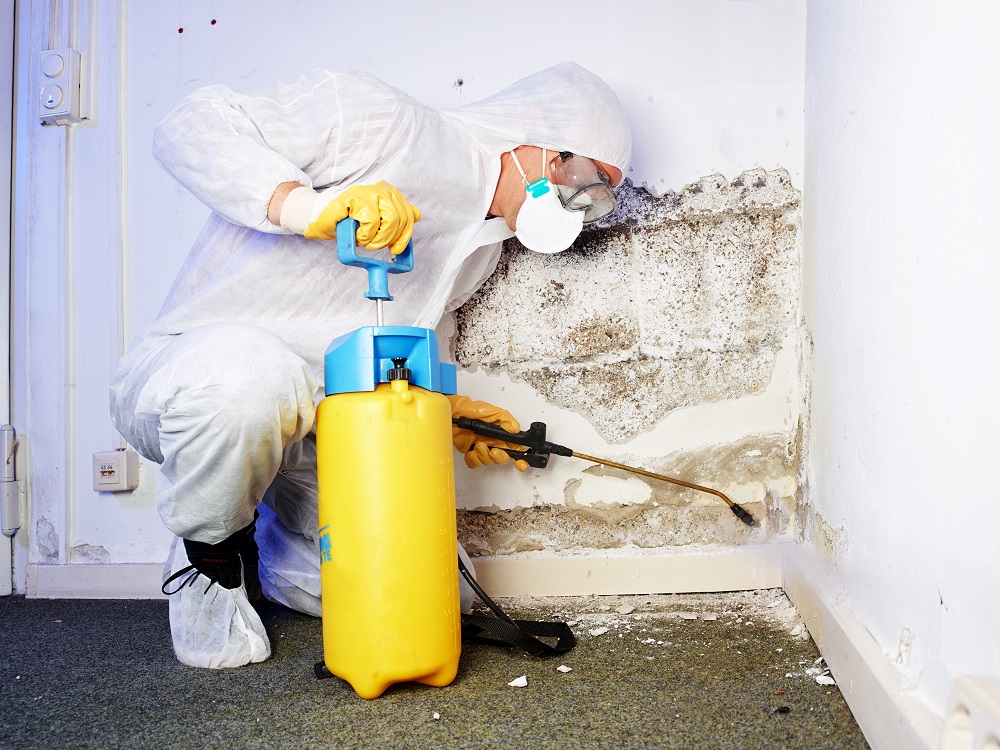 Mold Remediation